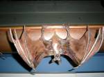 Fledermaus