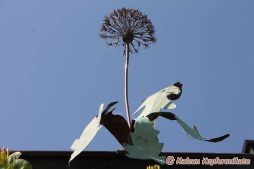 Pusteblume auf der Dachrinne